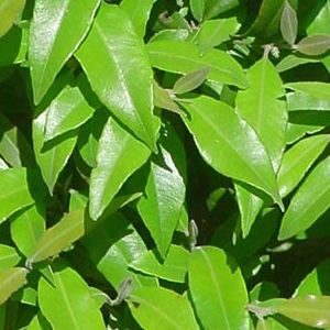 Premium Fresh Lemon Myrtle Leaves 1 kg