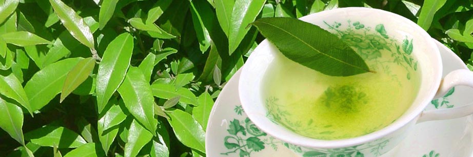 Lemon Myrtle tea